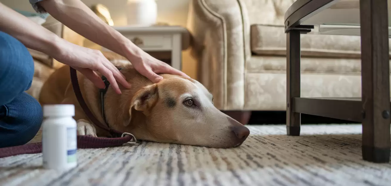 Perros con ansiedad por separacion