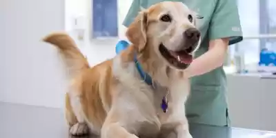 Vacuna contra el parvovirus en perros. tipos, modo de aplicación